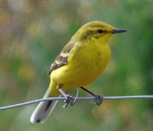 A smart British Yellow Wagtail - Motacilla flava flavissima © John Muddeman